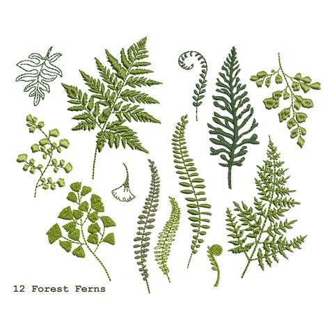 12 Fern Branches For Machine Embroidery Design Botanical Etsy