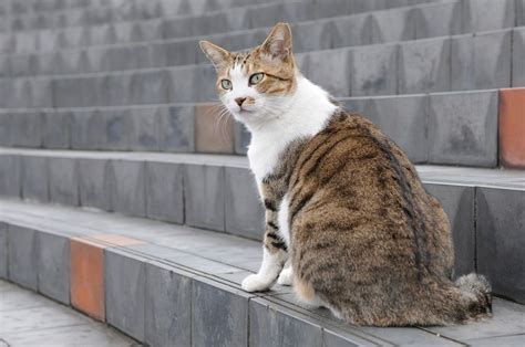 Kucing 101 Asal Usul Pola Mujair Tabby Pada Kucing