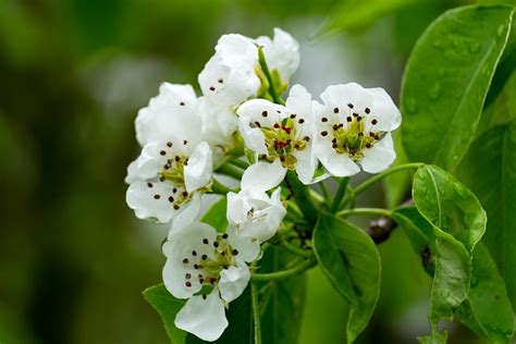 Primavera Flor Arbol De Pera Foto Gratis En Pixabay Pixabay