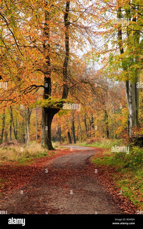 Autumn colours, Savernake Forest, near Marlborough, Wiltshire, UK Stock Photo - Alamy