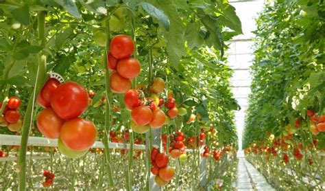 Como Plantar Tomate Na Sua Horta Plantas Jardins E Hortas