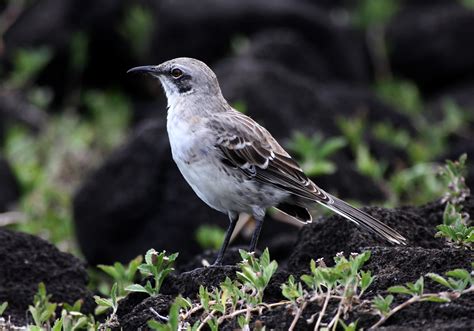 The Mockingbird Mystery - Discovering Galapagos