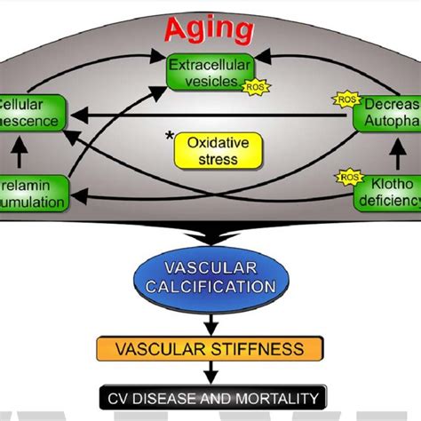 Figure Aging Markedly Contributes To Vascular Calcification Schematic