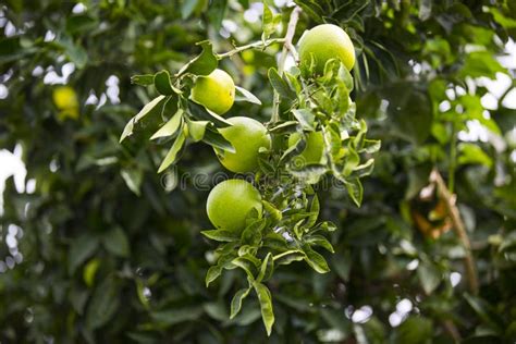 Orange tree with fruits stock image. Image of citrinos - 79375715