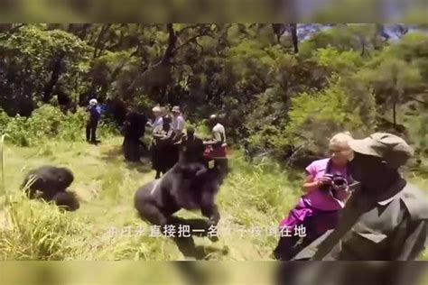 游客隔着玻璃挑衅大猩猩，下一秒大猩猩暴怒，直接向游客冲过来大猩猩挑衅游客