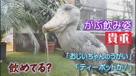 「飲んでないじゃーん」水飲み姿をツッコまれるのは動かない鳥・ハシビロコウの「フドウくん」実際に見られるのはレア 松江フォーゲルパーク