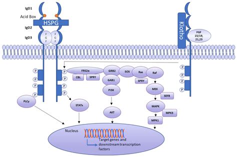 Cells Free Full Text The Role Of Fibroblast Growth Factor Fgf