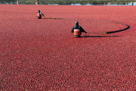 Lifejackets and PFDs essential for a safe cranberry harvest - Speaking of Safety