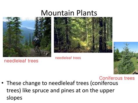 PPT - Mountain Plants PowerPoint Presentation, free download - ID:4053609