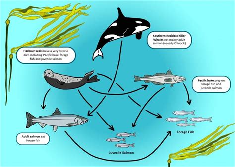 Salmon Food Web