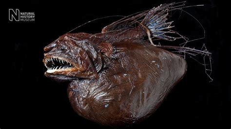 What Is An Anglerfish Earthpedia