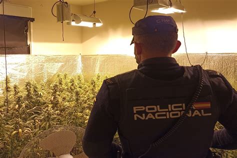 Desmantelados Dos Laboratorios Con M S De Plantas De Marihuana En