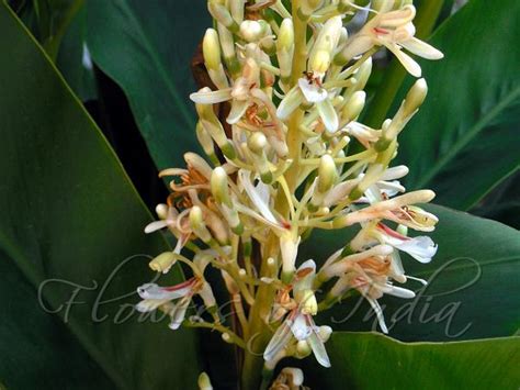 Alpinia Galanga Galangal