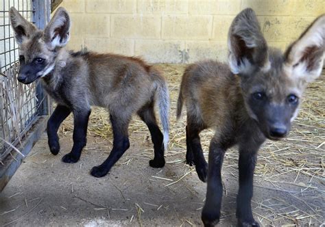 Lobo Guará Hábitat Onde Eles Vivem Mundo Ecologia