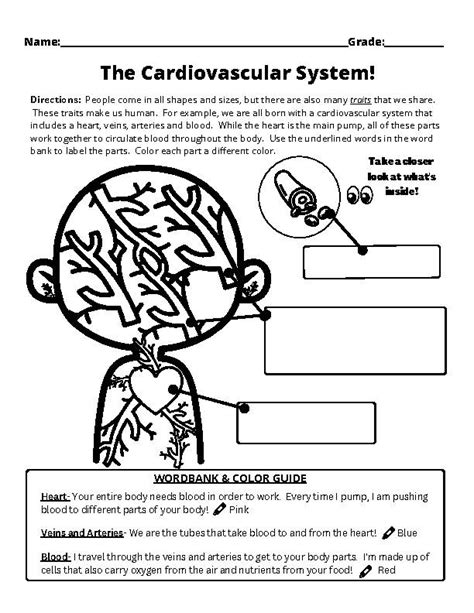 Circulatory System For Kids Worksheet