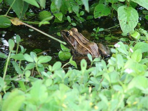 leopard frog in water, Everglades National Park, Florida (pinned by haw ...