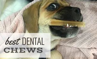 Best Dental Chews For Dogs: Teeth Cleaning Treats For Bad Breath & Are ...