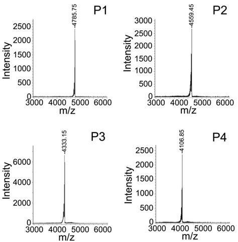 Maldi Tof Mass Spectrometric Analysis Of Fractions P 1 To P 4 From