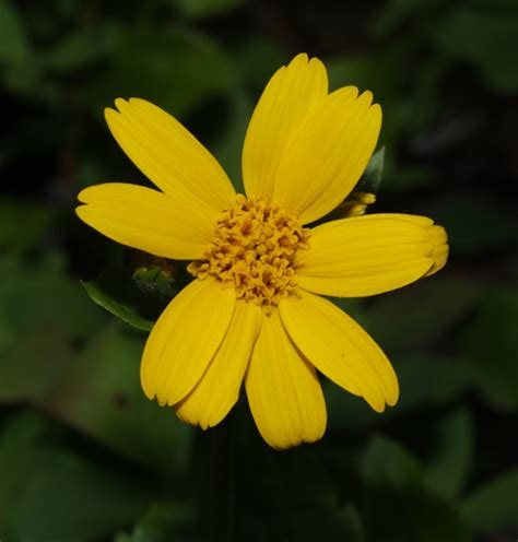 Cedar Mountain Perennials Broadleaf Arnica Arnica Latifolia