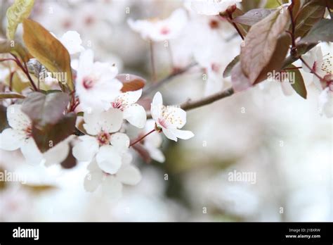 flowering trees in spring Stock Photo - Alamy