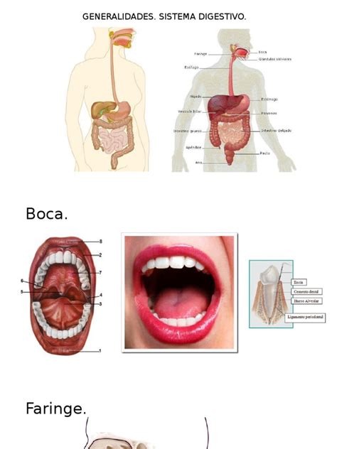 PDF Aparato Digestivo DOKUMEN TIPS