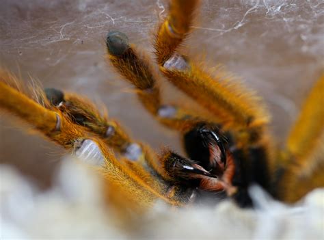 Pterinochilus Murinus Orange Baboon Tarantula Herpergarrett Flickr