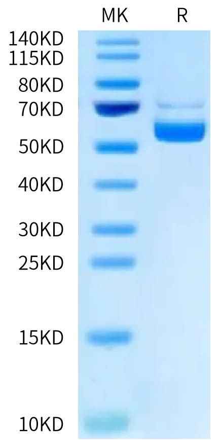 Biotinylated Human CD40 Ligand TNFSF5 Trimer Protein CDL HM440B KACTUS