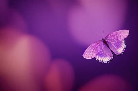 Borboleta Em Roxo Foto Premium