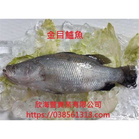 【海鮮7 11】金目鱸魚 7兩 殺清三去 肉細美味，無細刺，好吃又營養 每隻95元 蝦皮購物