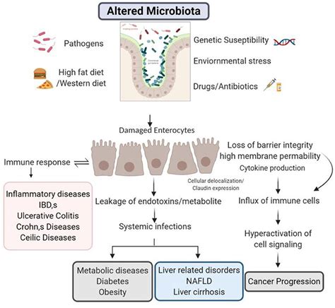 Intestinal Permeability in Disease: - Blueprint Functional Health