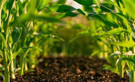 Agtech Innovations Revolutionizing Agriculture Proco Group