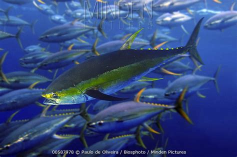 Yellowfin Tuna School