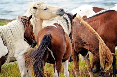 Black Beauty : r/Horses