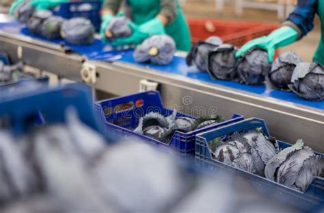 View Of Red Cabbage On Conveyor Belt Of Sorting Production Line At