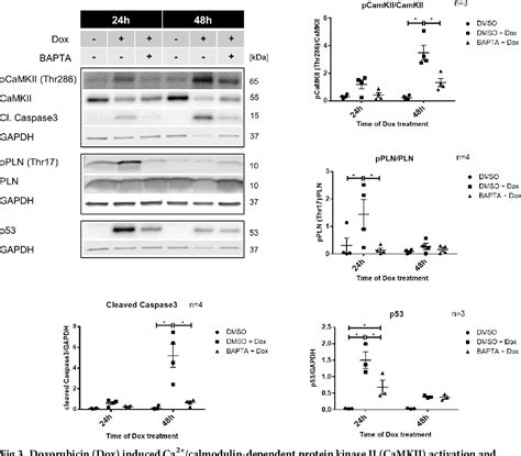 Figure From Camkii Activation Participates In Doxorubicin