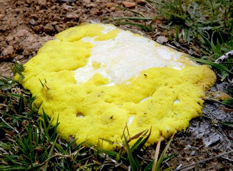 What Is Yellow Mold How To Identify And Remove Yellow Mold