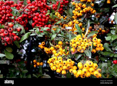 Pyracantha Orange Glow Firethorn Orange Glow Orange Berries