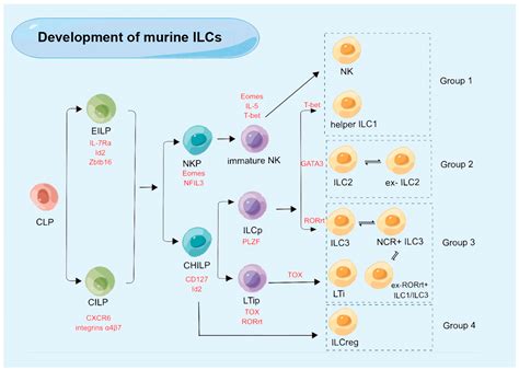 Ijms Free Full Text Function Of Innate Lymphoid Cells In