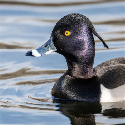 Hunting Ring-Necked Duck In California: The Ultimate Waterfowl ...