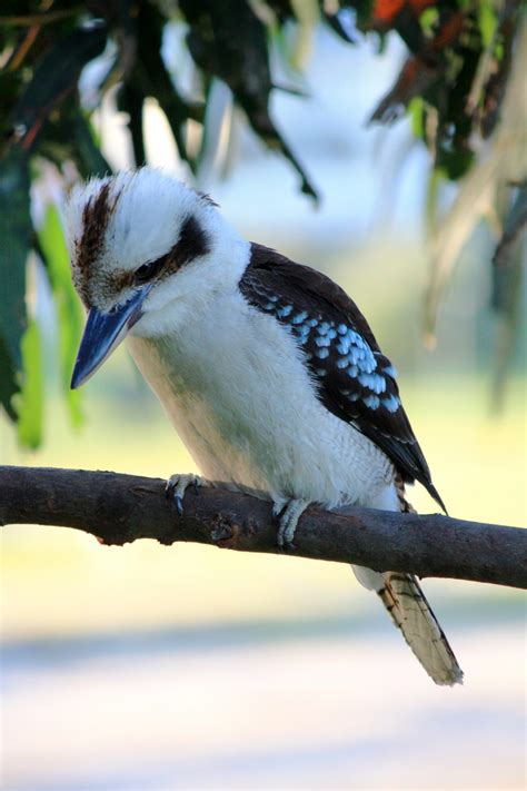 Kookaburra Of Australia Geographic Media