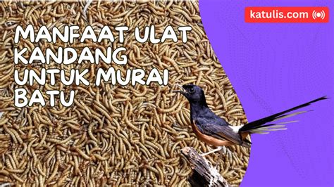 Manfaat Ulat Kandang Untuk Murai Batu Meningkatkan Stamina Suara