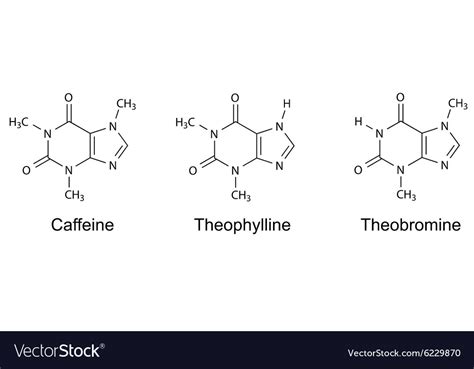 Caffeine Theophylline Theobromine Royalty Free Vector Image