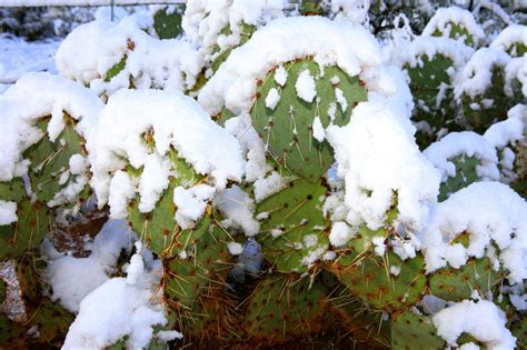 30 cactus resistentes al frío y a las heladas Cactus Regar las