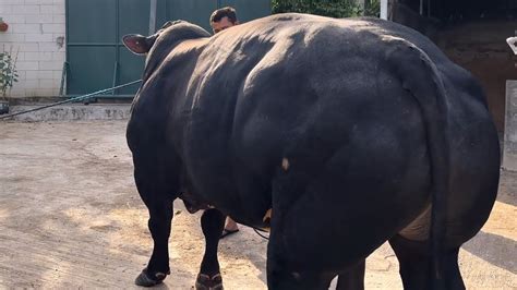 Seno Belgian Blue Super Akhirnya Keluar Kandang Youtube