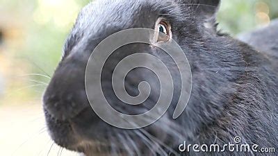 Black Flemish Giant Rabbit. Stock Video - Video of rabbit, isolated ...