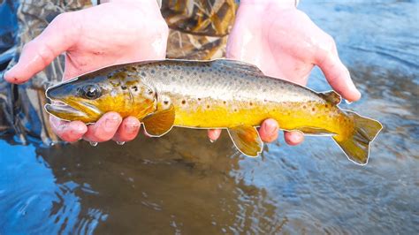 Trout Fishing The Driftless Region Wisconsin Early Season Trout