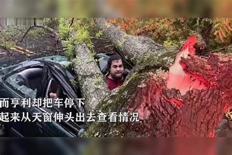 命大！闪电劈倒一棵树，车被砸粉碎司机却安然无恙 闪电