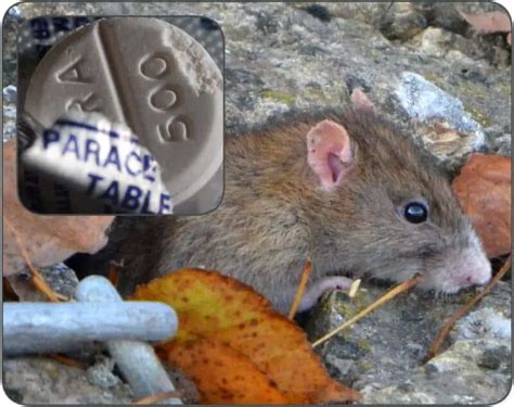 Tuer Des Rats Avec Du Parac Tamol Tout Savoir En D Tails