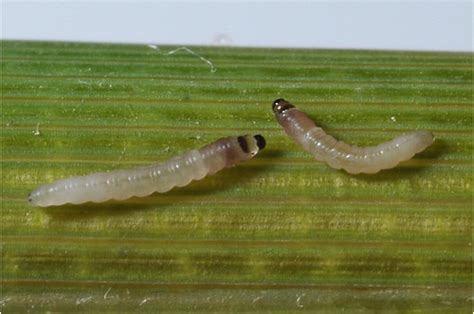 Stem Borer Yellow Stemborer Scirpophaga Incertulas Part  Flickr