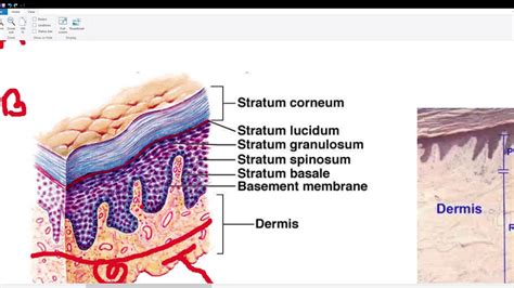 Meissner Corpuscle Pacinian Corpuscle Ruffini Ending Merkel Disc